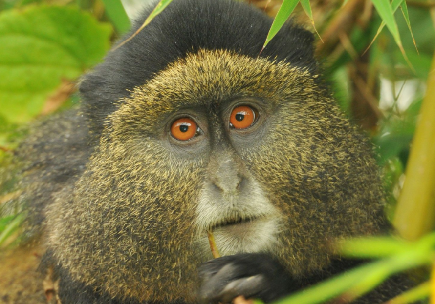 Day 6: Tracking Golden Monkeys in Volcanoes National Park