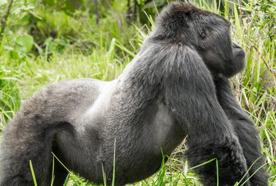 Silverback trekking in Uganda