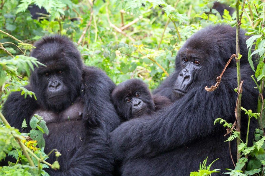 The best time for gorilla trekking in Uganda