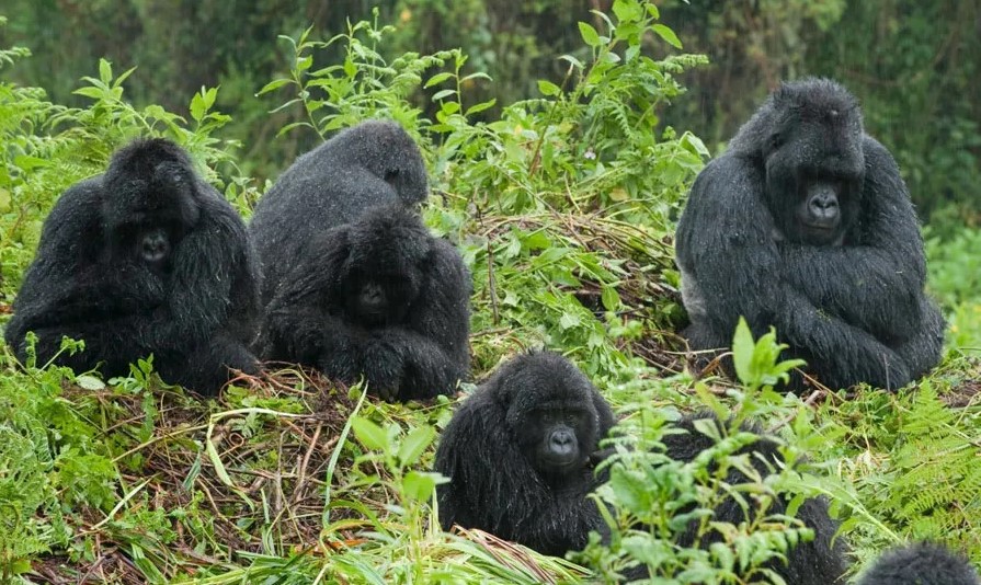 The price for gorilla trekking in Uganda