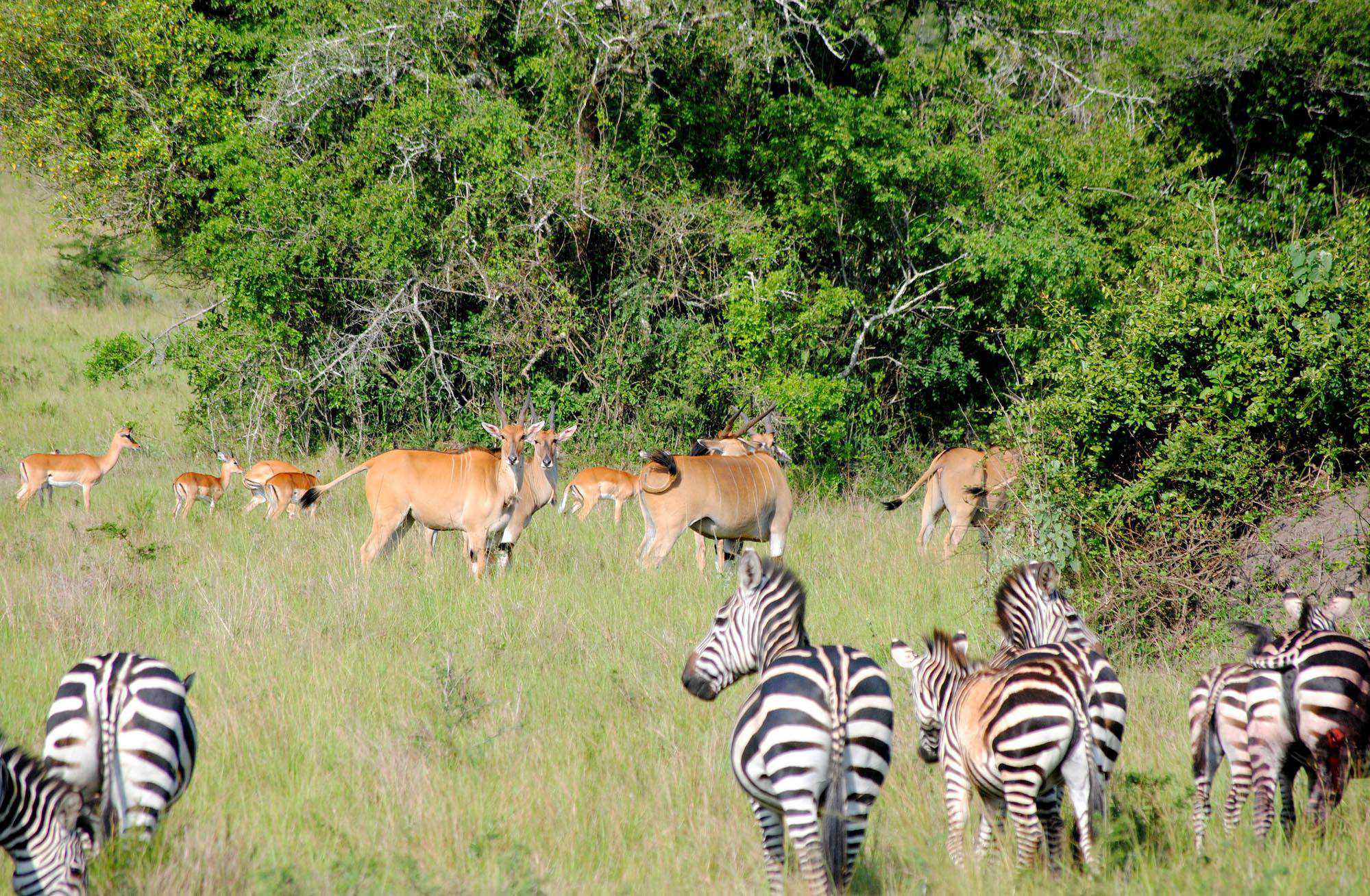 Day 3: Explore Akagera on a game drive.