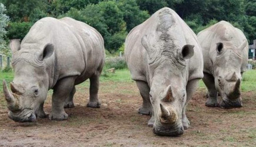 Ziwa Rhino sanctuary in Uganda