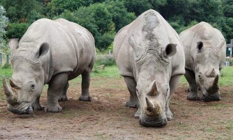 Ziwa Rhino sanctuary in Uganda