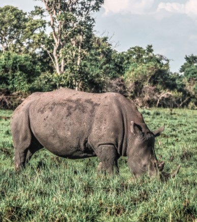 Day 2: Travel to Murchison Falls National Park 