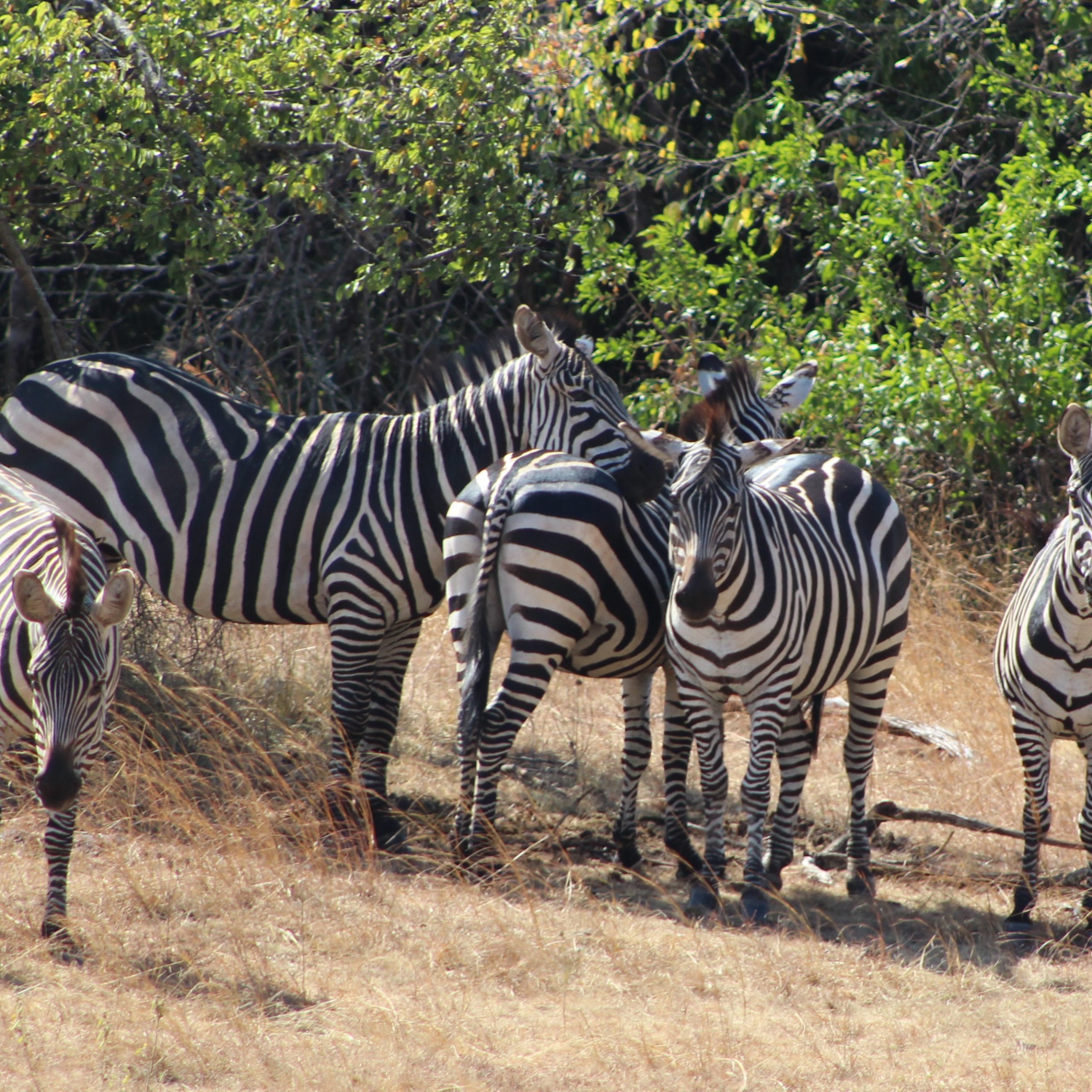 Day 2: Game drives in Akagera followed by a drive back to Kigali.