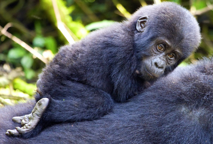 Best time for gorilla trekking in Uganda