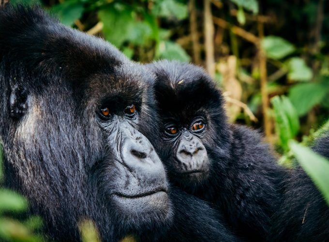 Gorilla Tours | Birding In Uganda | Gorilla trekking | Uganda Safaris