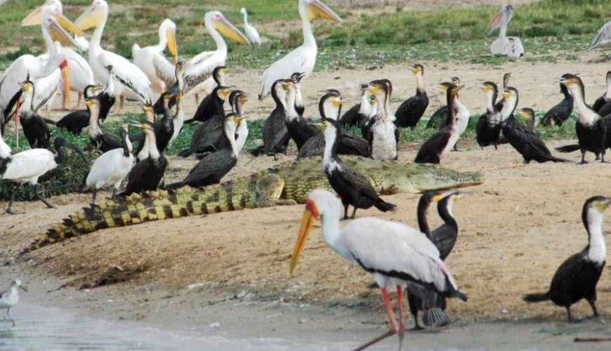 The Ten National Parks In Uganda