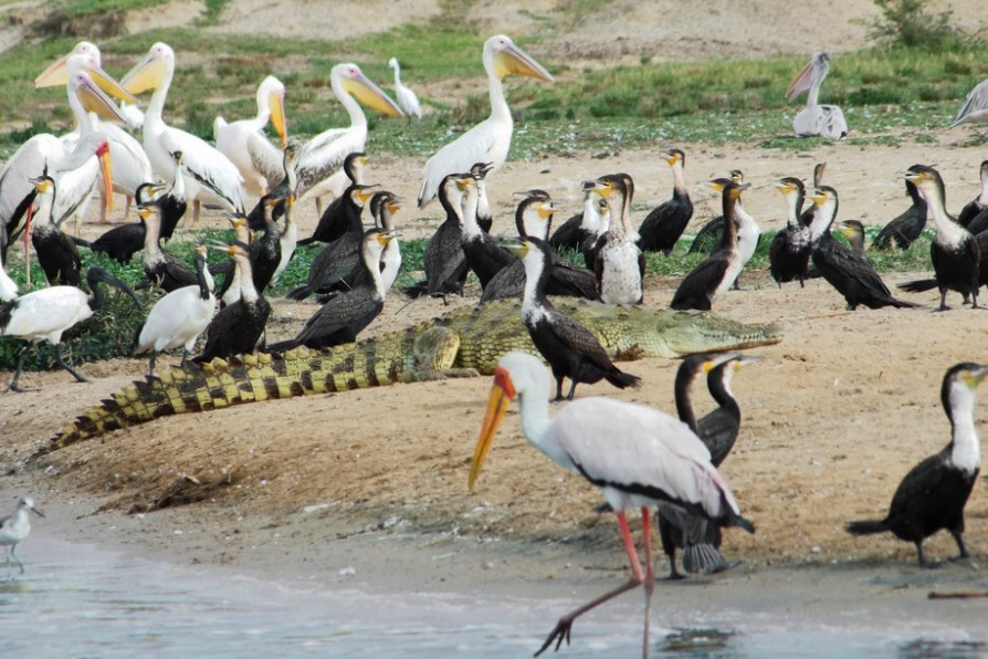 The Ten National Parks In Uganda