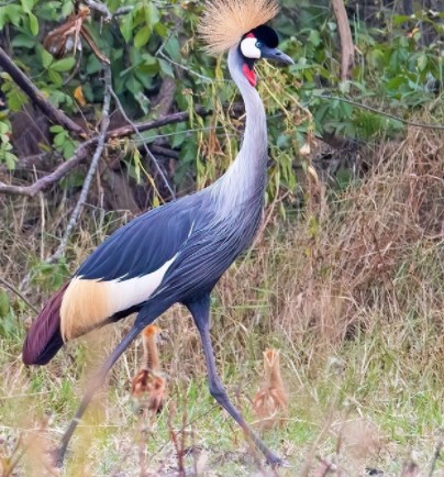 Day 2: Spend the entire day exploring Lake Mburo National Park 