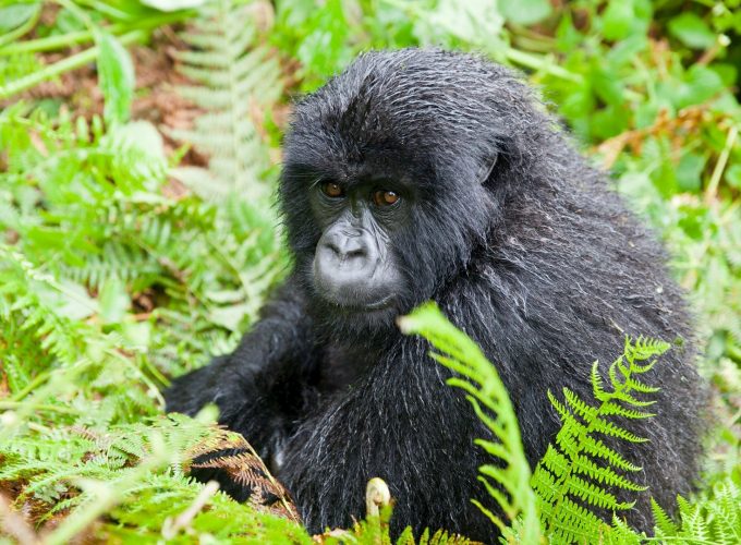 Gorilla Tours | Birding In Uganda | Gorilla trekking | Uganda Safaris