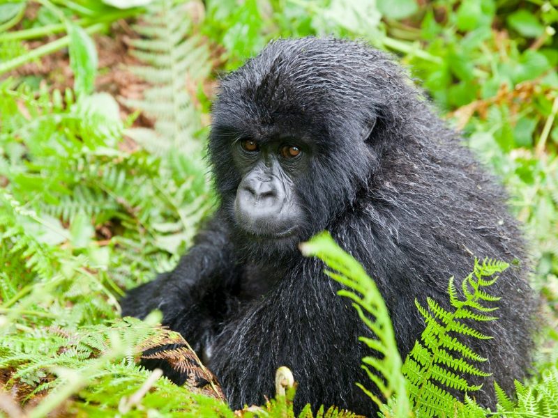 Gorilla Tours | Birding In Uganda | Gorilla trekking | Uganda Safaris