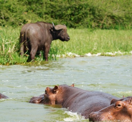 Day 7: Game drive and visit Lake Bunyonyi.