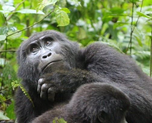 Day 8: Gorilla trekking and Batwa culture experience