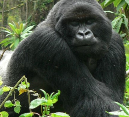 Day 7: Gorilla trekking experience in Bwindi.