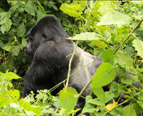 Day 08: Transfer to Bwindi Impenetrable National Park