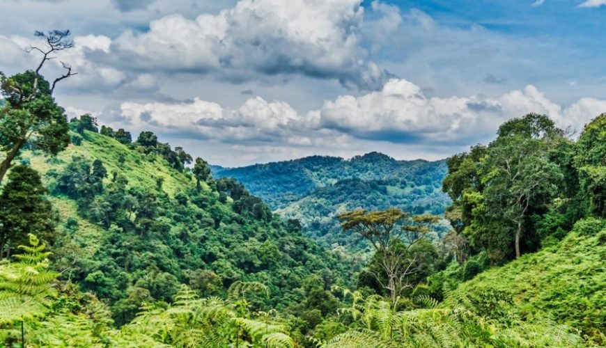 Gorilla Tours | Birding In Uganda | Gorilla trekking | Uganda Safaris