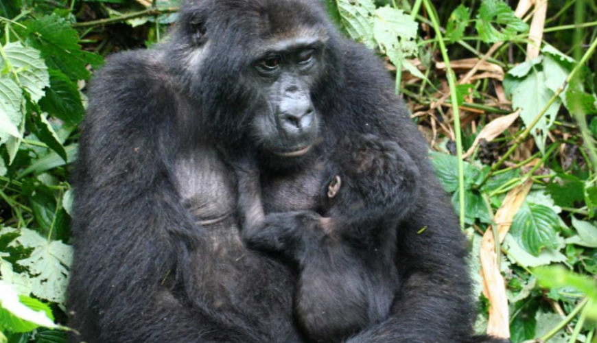 Gorilla Tours | Birding In Uganda | Gorilla trekking | Uganda Safaris