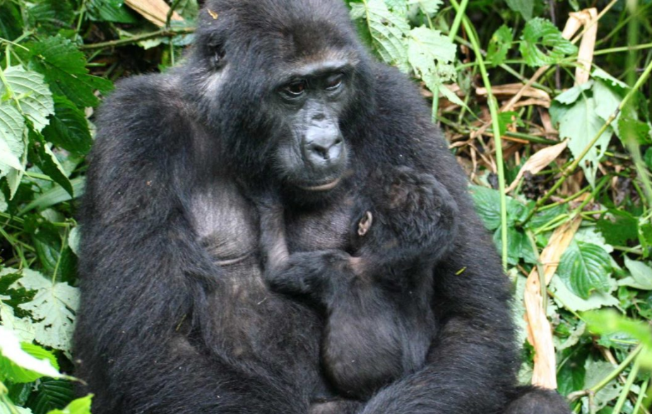 Gorilla Tours | Birding In Uganda | Gorilla trekking | Uganda Safaris