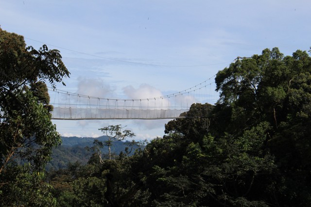 Day 2-Transfer from Kigali city to Nyungwe Forest National Park