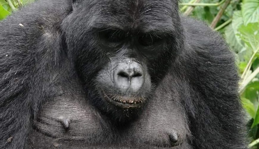 cheapest gorilla trekking safari in Uganda