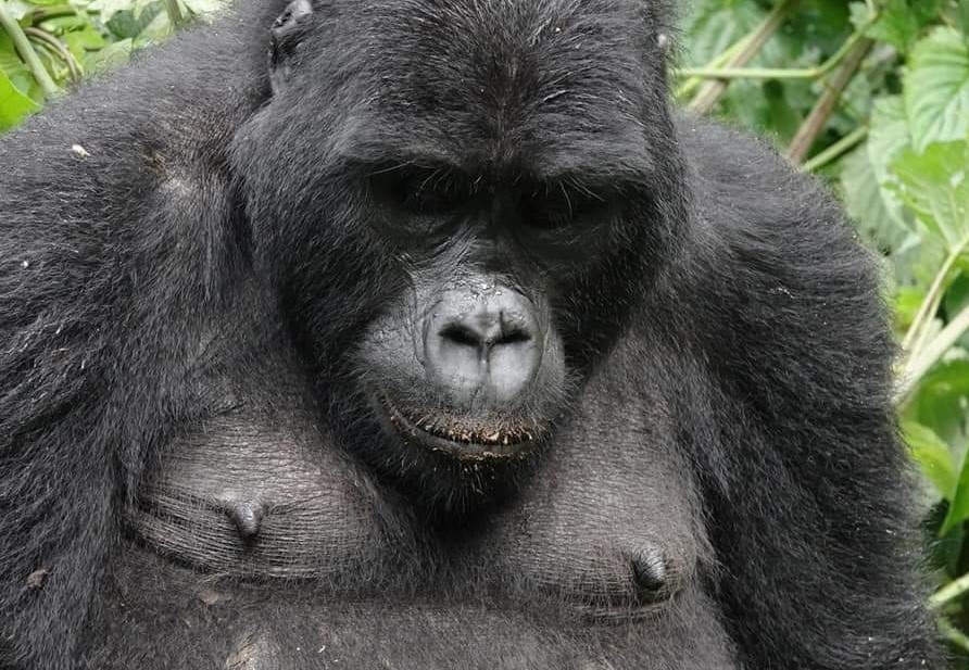 cheapest gorilla trekking safari in Uganda