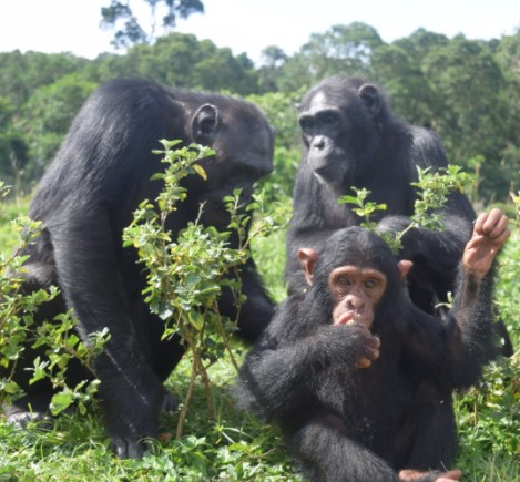 Day 13: Explore the Ngamba chimpanzee sanctuary.