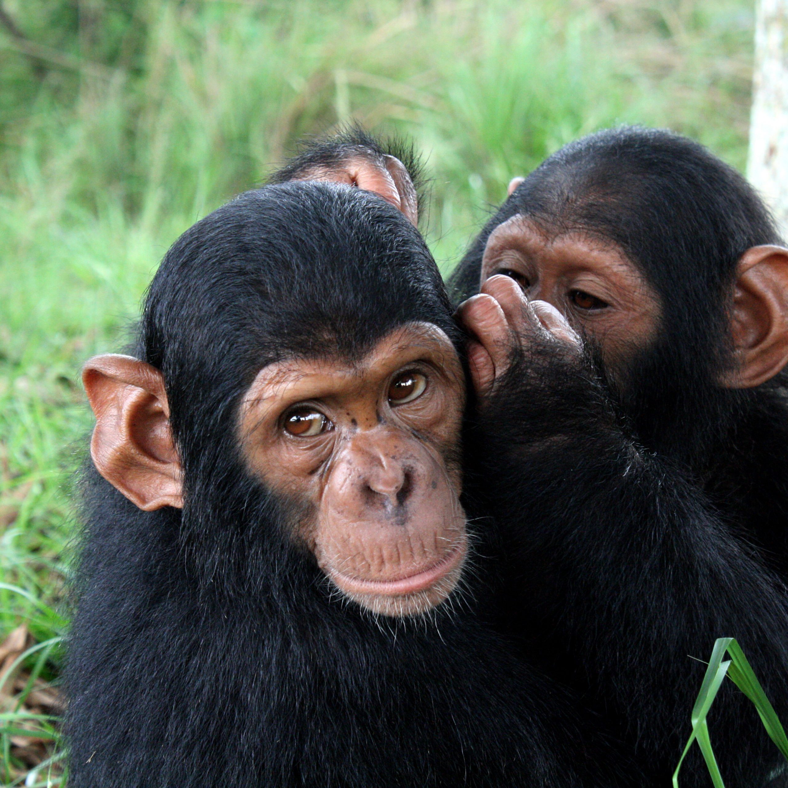 Day 6: Chimpanzee tracking in the morning and a canopy walk in Nyungwe