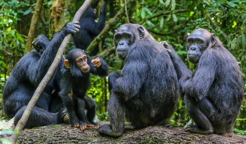 Day 03: Chimpanzee habituation experience. 