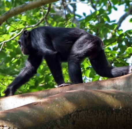 Day 5: Chimpanzee trekking and natural guided walks 