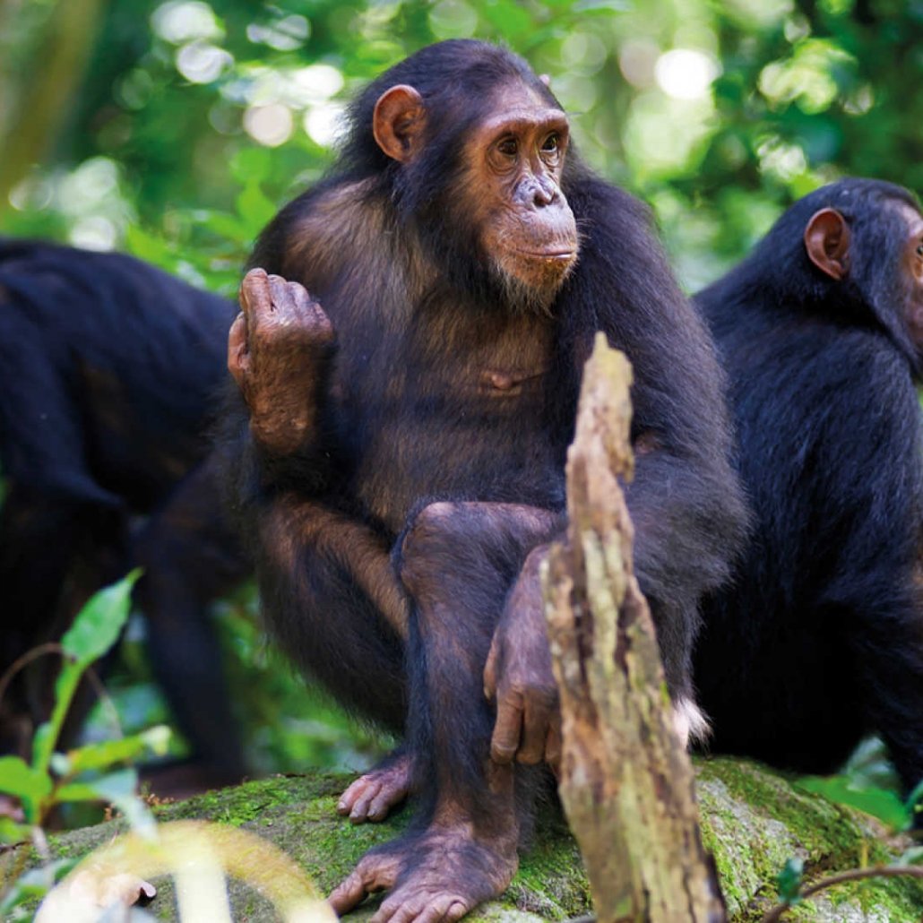 Day 2: Chimpanzee tracking in Nyungwe, followed by a drive back to Kigali