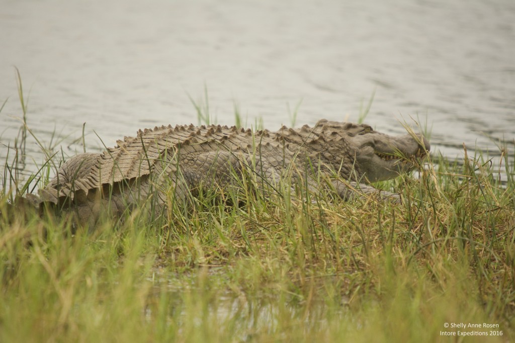 Day 3: From Akagera National Park, you move to Volcanoes National Park.