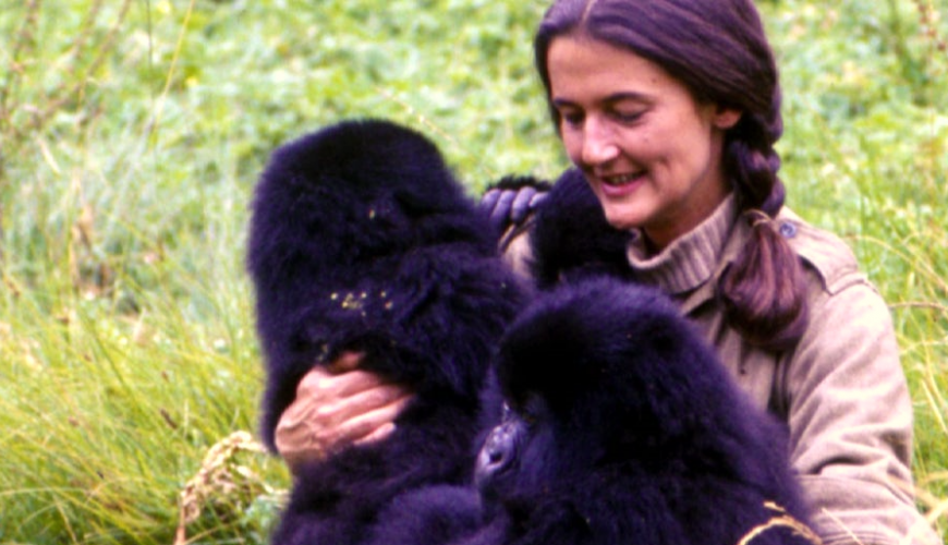 Gorilla Tours | Birding In Uganda | Gorilla trekking | Uganda Safaris