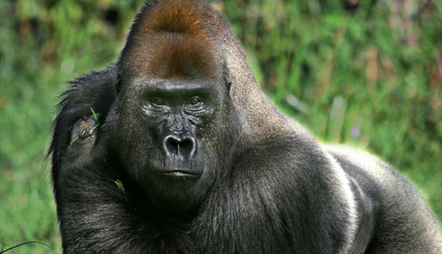 Gorilla Tours | Birding In Uganda | Gorilla trekking | Uganda Safaris