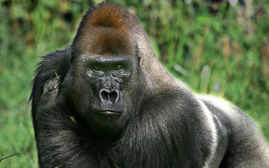 Gorilla Tours | Birding In Uganda | Gorilla trekking | Uganda Safaris