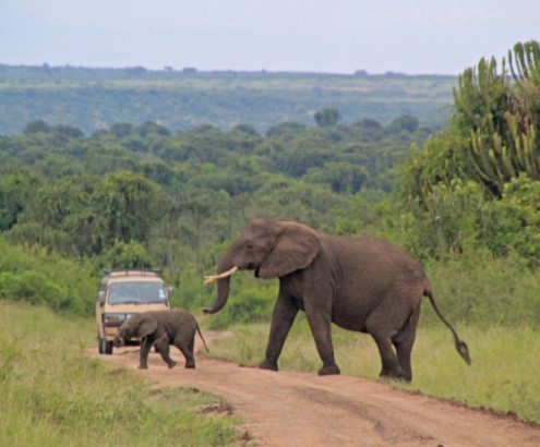 Day 7: Game drives in Queen Elizabeth National Park and a boat launch on Kazinga Channel