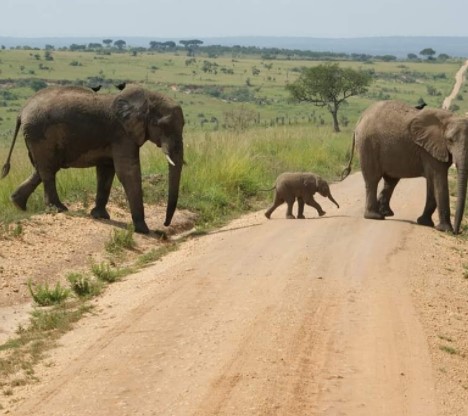 Day 3:  Morning game drives and boat cruise in Murchison falls National Park.