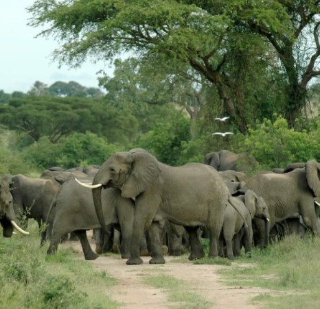 Day 6: Game drives in Queen Elizabeth National Park in the morning