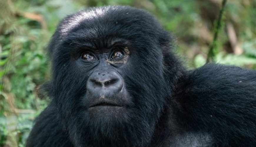 Gorilla Tours | Birding In Uganda | Gorilla trekking | Uganda Safaris