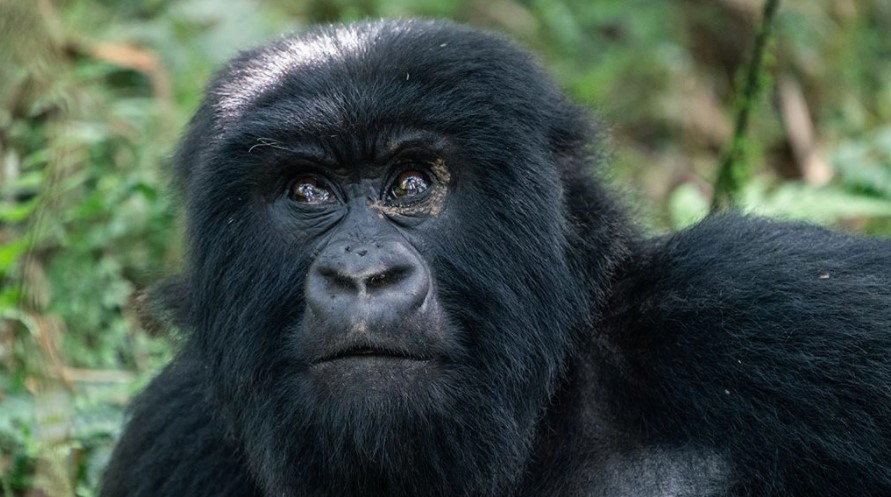 Gorilla Tours | Birding In Uganda | Gorilla trekking | Uganda Safaris