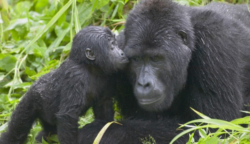 Gorilla Tours | Birding In Uganda | Gorilla trekking | Uganda Safaris