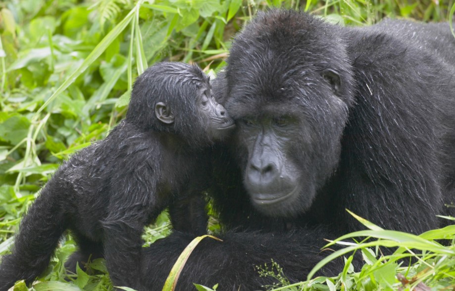 Gorilla Tours | Birding In Uganda | Gorilla trekking | Uganda Safaris