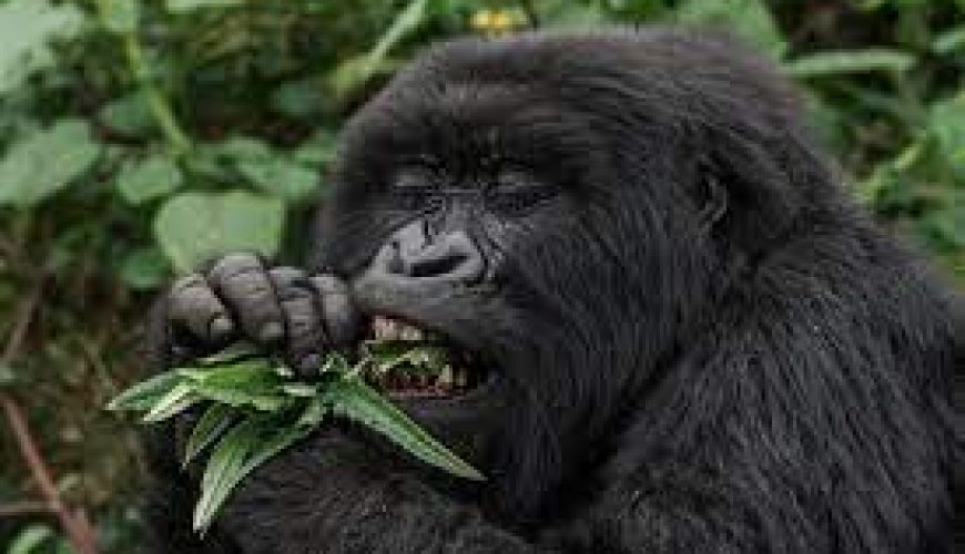 Gorilla Tours | Birding In Uganda | Gorilla trekking | Uganda Safaris