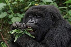 Transfer to Rwanda for Gorilla tracking