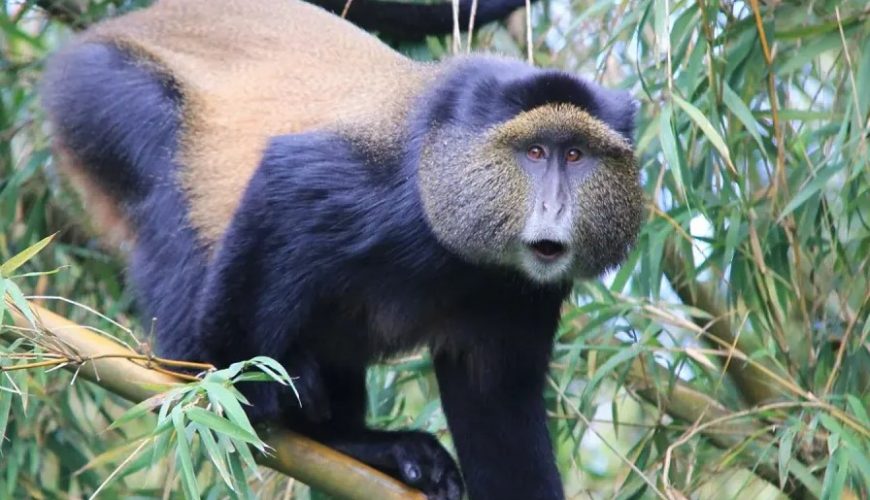 The golden monkey tracking permits in Mgahinga-Uganda