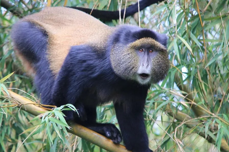 The golden monkey tracking permits in Mgahinga-Uganda