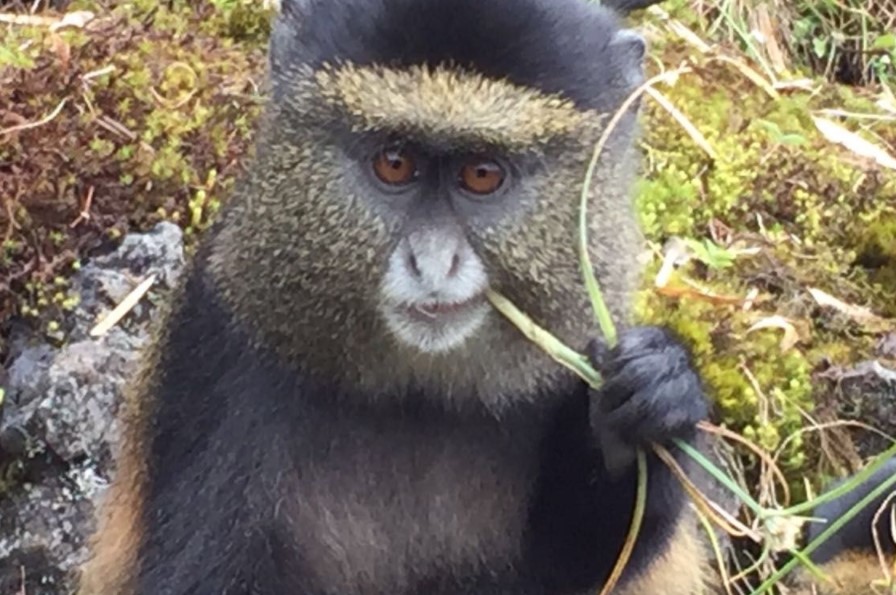 The golden monkey tracking permits in Mgahinga-Uganda