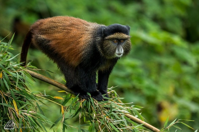 Day 3: Eye to eye encounter with Golden Monkeys