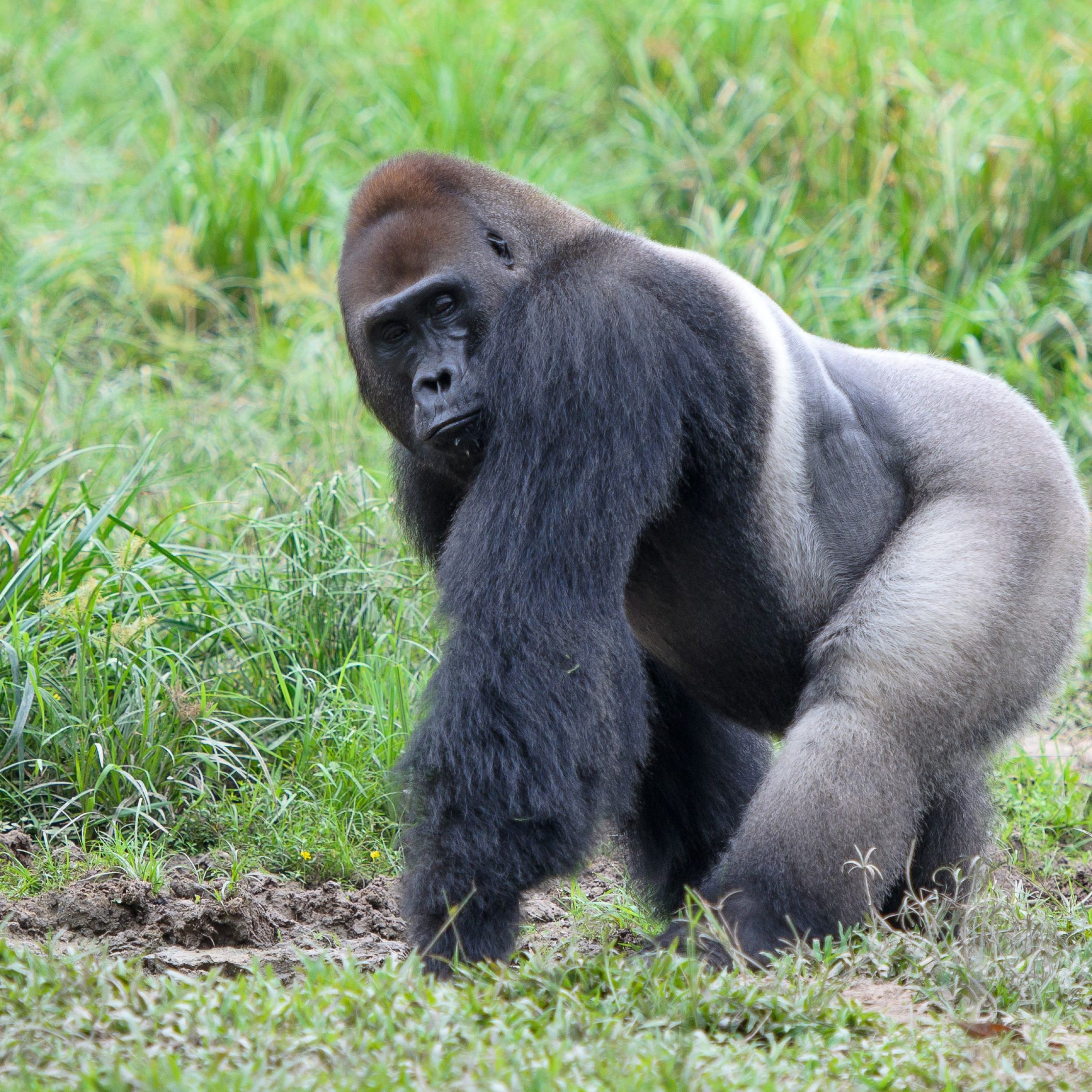 Day 3: Transfer to Bwindi Impenetrable National Park