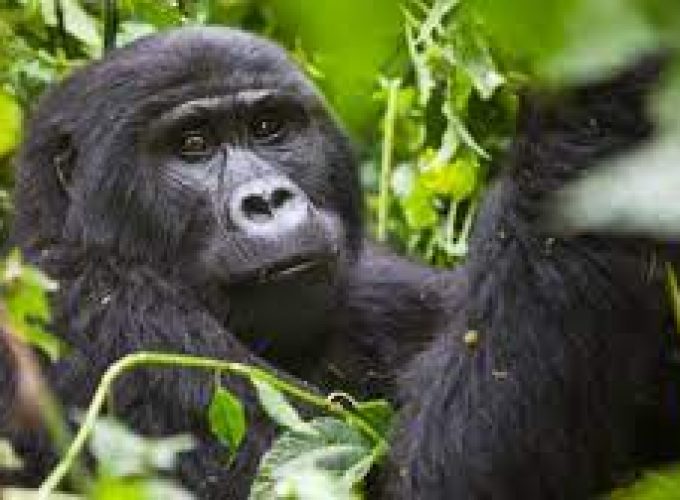 Gorilla Tours | Birding In Uganda | Gorilla trekking | Uganda Safaris